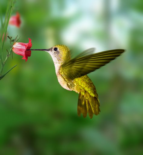 kolibrifelek