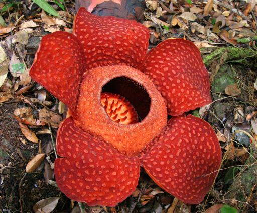 rafflesia