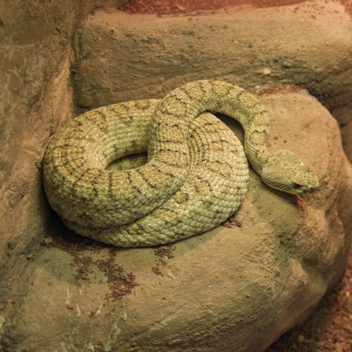 vipera